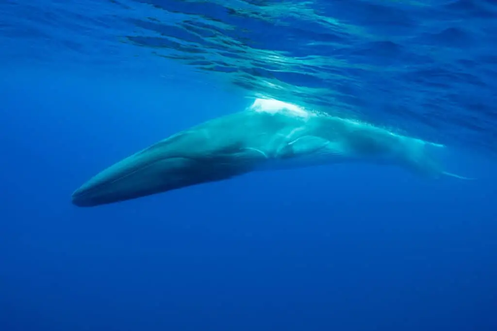 Fin whale, Atlantic Ocean, The Azores, Portugal.