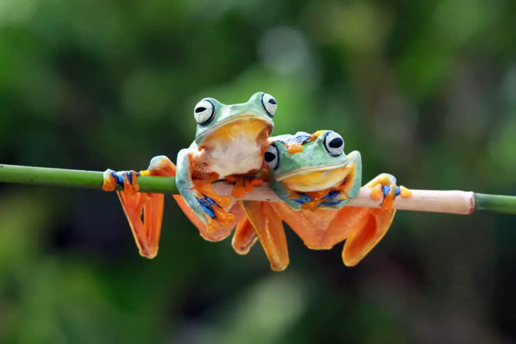 Javan tree frog on sitting on branch, flying frog on branch, tre