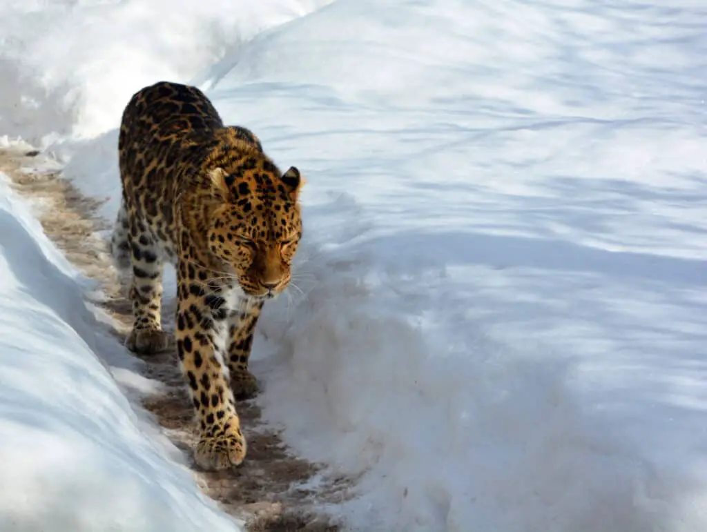 Amur leopard is a leopard subspecies native to the Primorye regi