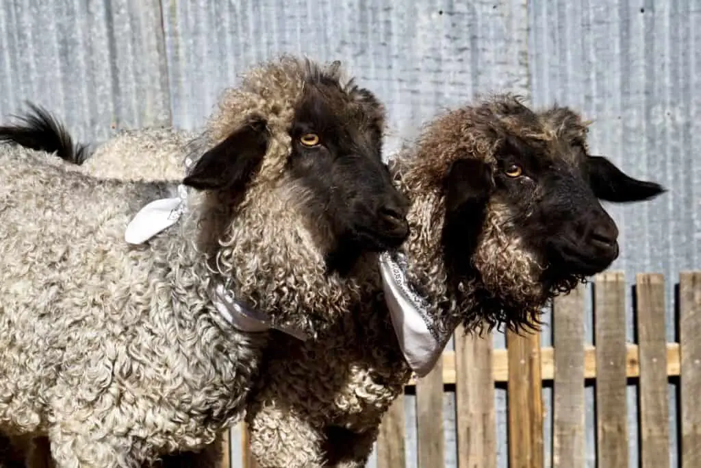 two Pygora goats