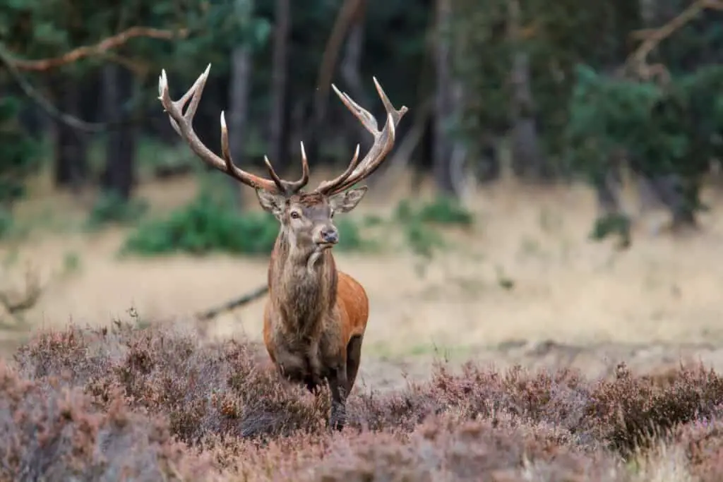 Red deer stag in rutting season in the forest of National Park H