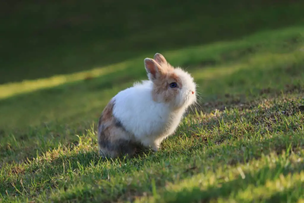 Cute Netherland Dwarf rabbit sitting on grass during a sunset at sumer time