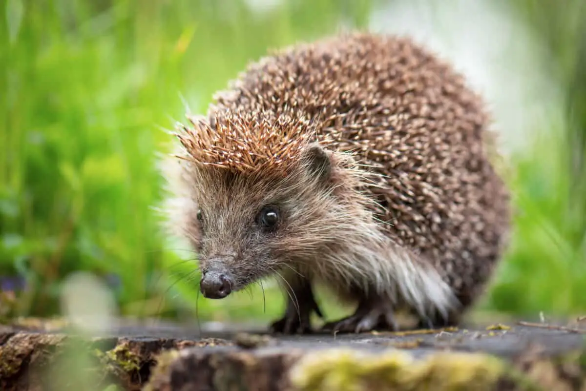 What Are The Predators Of Hedgehogs?