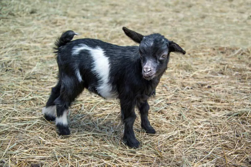 Fainting goat baby in barn yard hay is called a kid