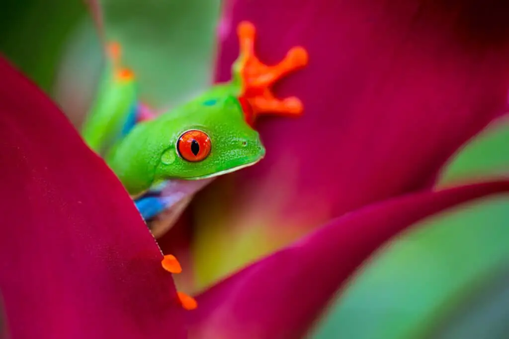 red eyed tree frog from the tropical jungle of Costa RIca and Panama? macro of a curious exotic rain forest animal. In curiosity peeping