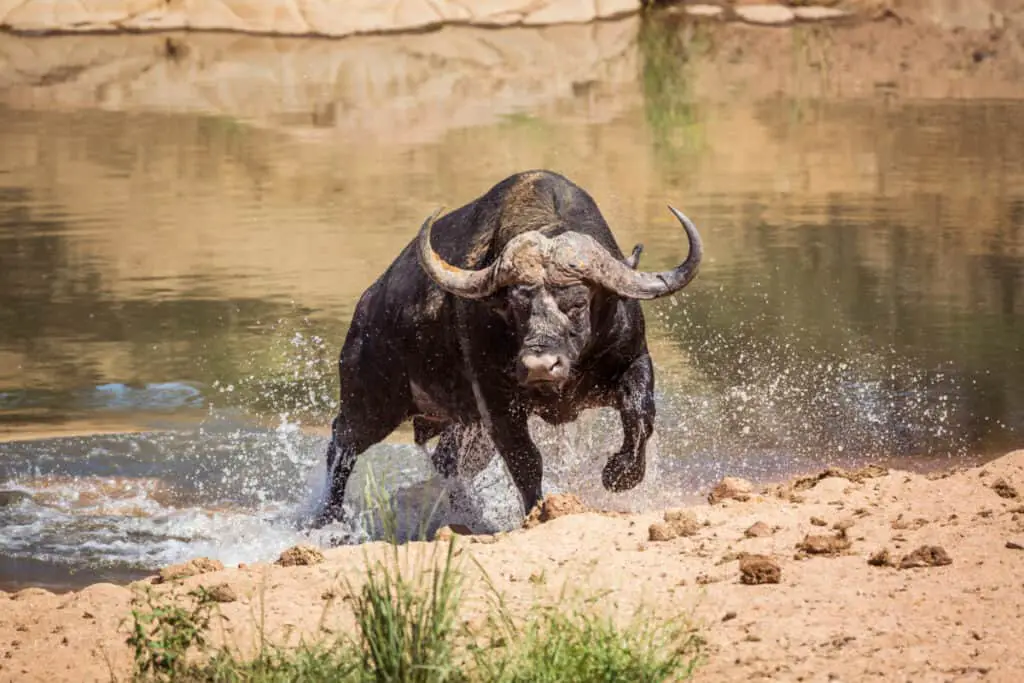African buffalo attacked by crocodile in Kruger National park, South Africa ; Specie Syncerus caffer family of Bovidae