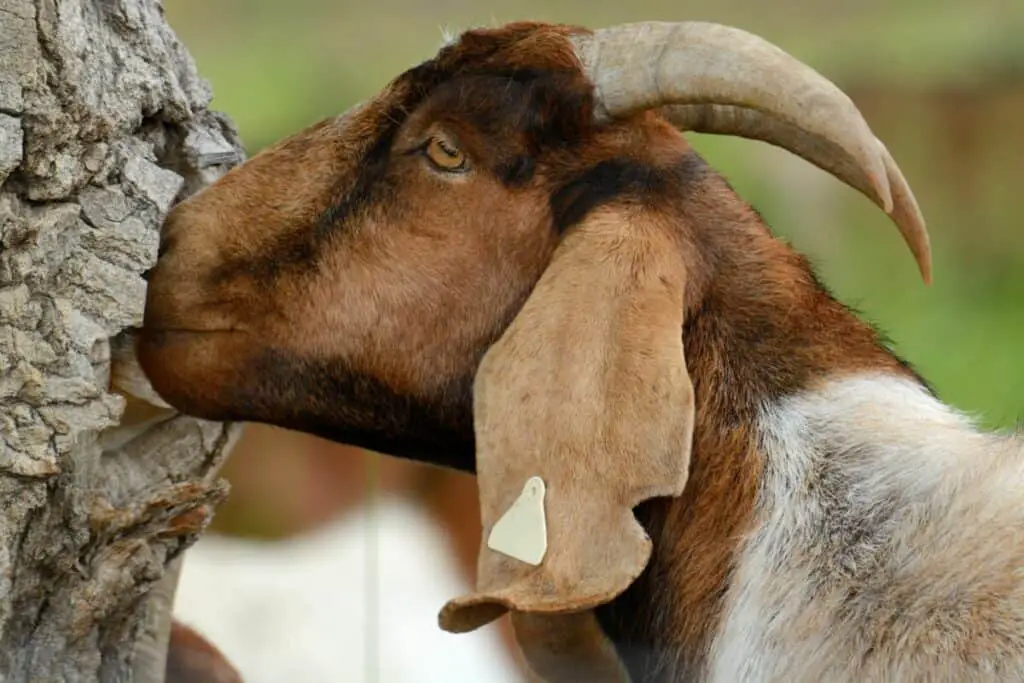 Portrait of brown and white kiko goat with horns eating tree bar