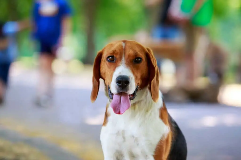 The dog breed American Foxhound a close-up