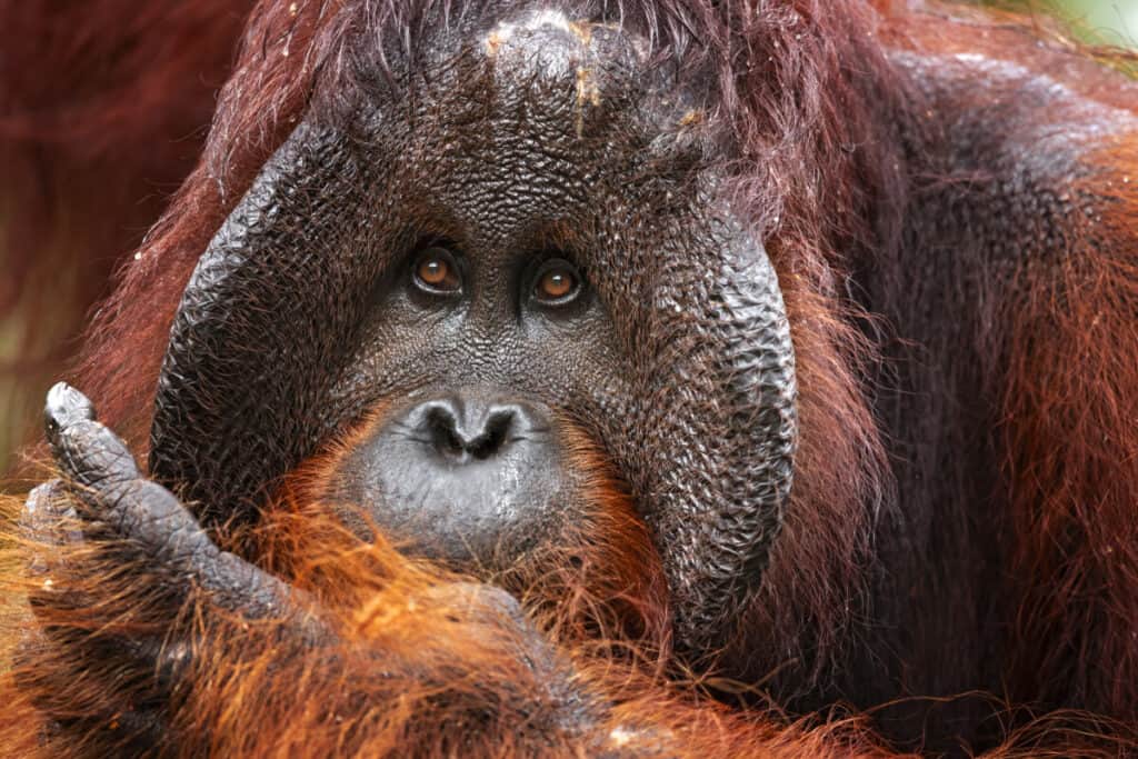 Tapanuli orangutan