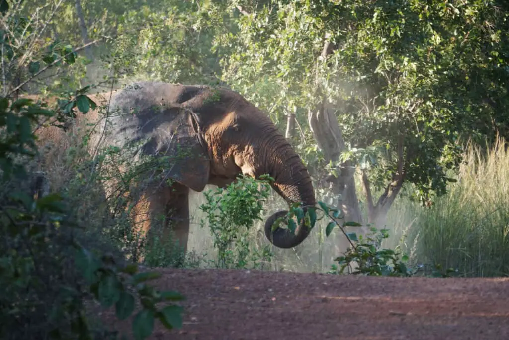 African elephant in Mole National Park in Ghana on a safari tour