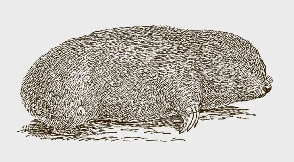 Threatened golden mole from south africa in side view lying on t