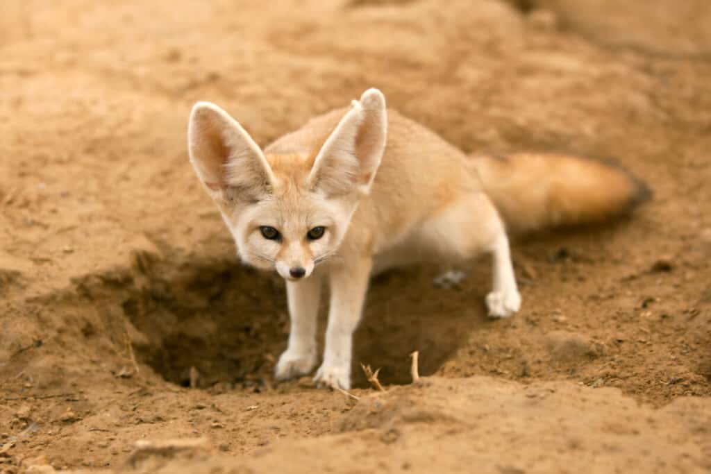 fennec fox, also called desert fox