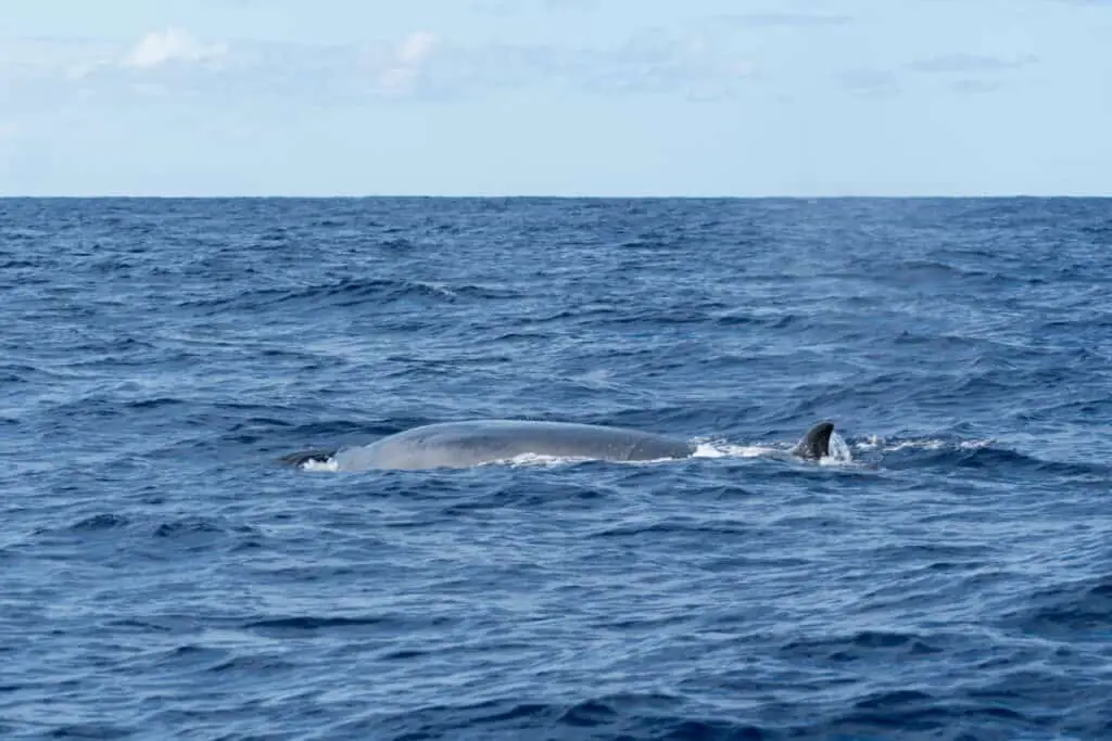 Side view of a Sei Whale (Balaenoptera borealis) and its dorsal