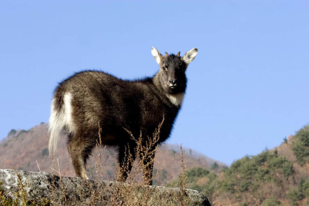 Амурский горал фото. Сихотэ Амурский горал. Амурский горал стадо. Молодой Амурский горал.. Амурский горал jpeg.