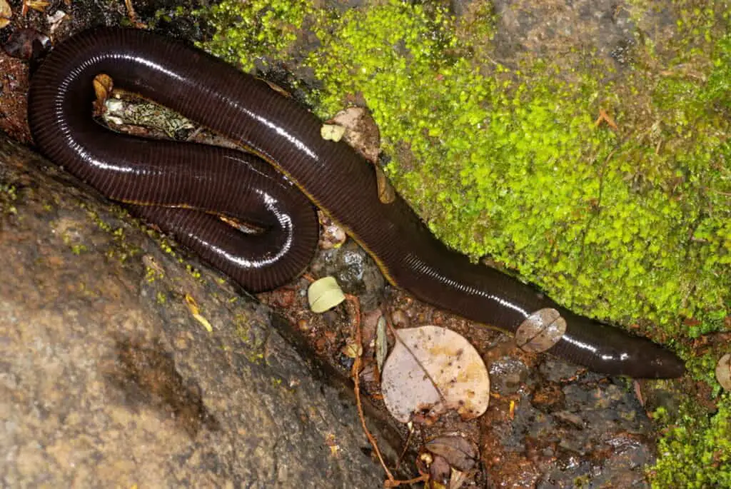 Ichthyophis sp. This caecilian or limbless amphibian lives in moist, humus-rich forest soils in the evergreen forests of the Western Ghats.