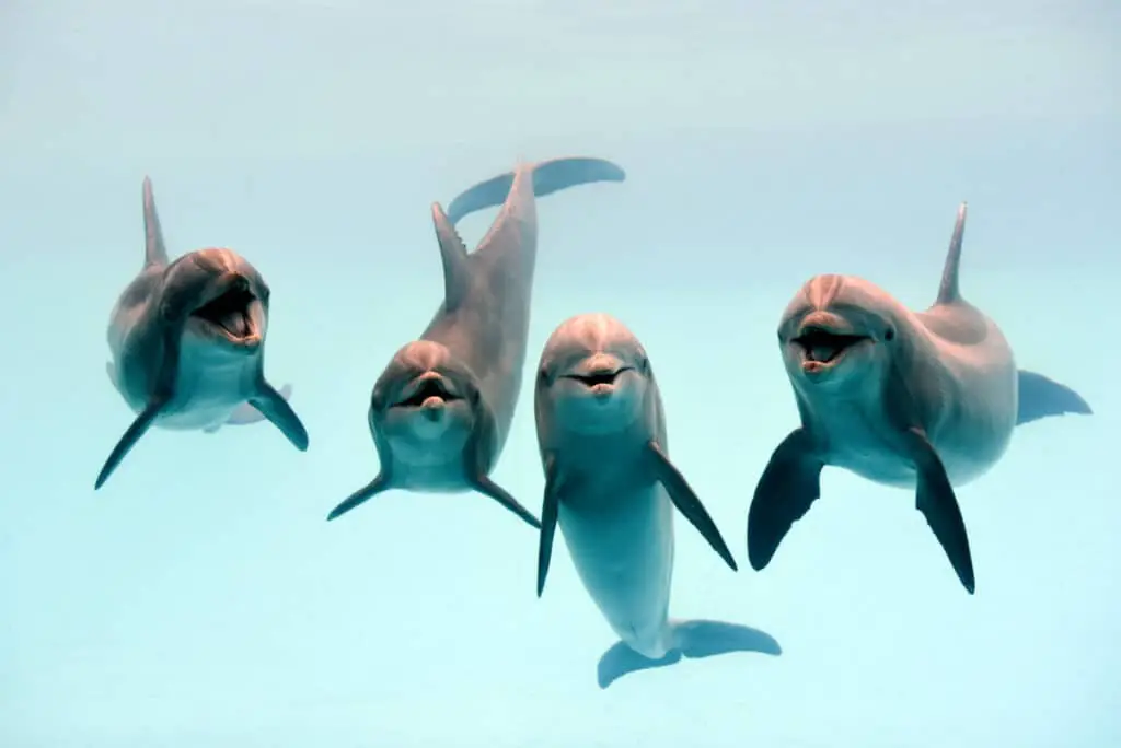 Dolphin laughing