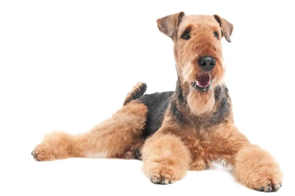 One lying Black brown Airedale Terrier dog isolated on white