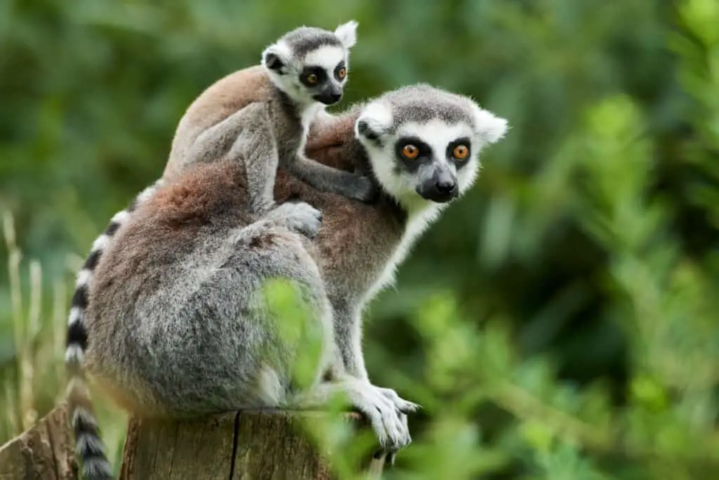Lemur catta baby on the mother's back/Lemur catta baby and mother/Lemur Catta