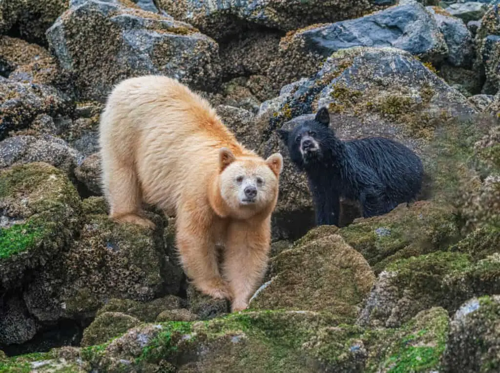 Spirit Bear Sow and Cub On Alert - A Spirit Bear and her cub (Strawberry and Blackberry) pause from eating barnacles to focus on a disturbance off-shore. Gribbell Island, Hartly Bay, Great Bear Rainforest, British Columbia, Canada.