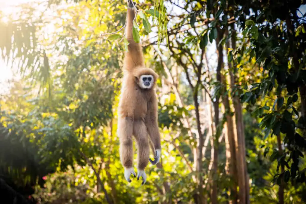 Adult white-handed gibbon hanging on a tree in forest park.