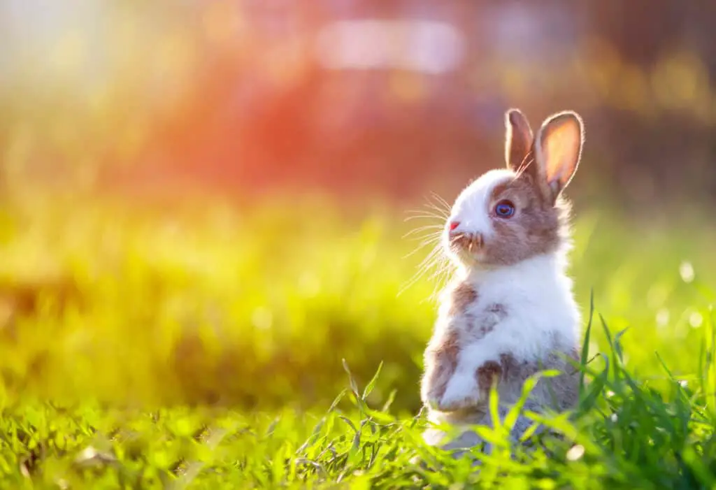 Cute little rabbit in grass with ears up looking away