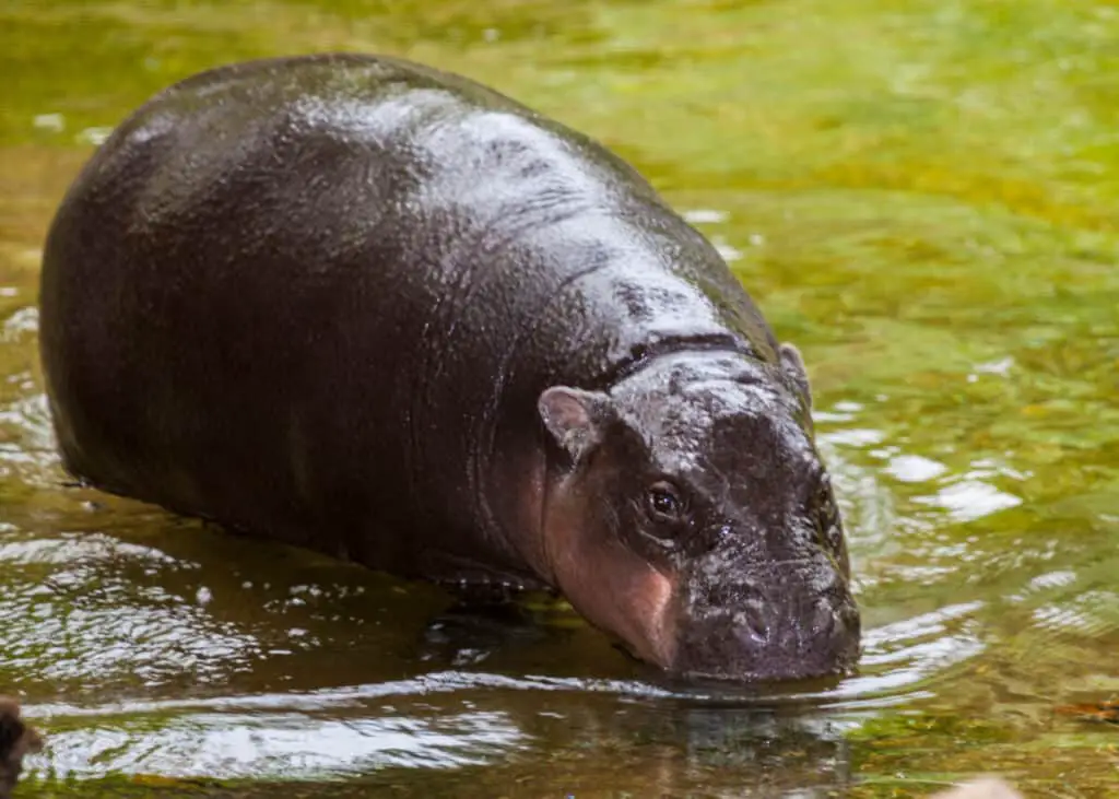 The pygmy hippopotamus (Choeropsis liberiensis or Hexaprotodon liberiensis) is a small hippopotamid which is native to the forests and swamps of West Africa, primarily in Liberia, with small populations in Sierra Leone, Guinea, and Ivory Coast. The pygmy hippo is reclusive and nocturnal.