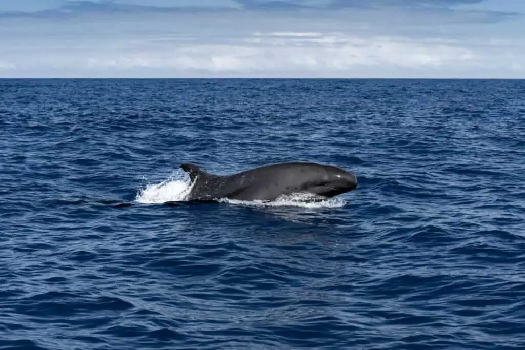 Very rare false killer whale. Shot on a SCUBA trip to Tonga.