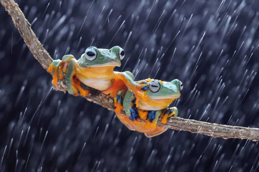 Frog, Frogs, flying frog, tree frog,