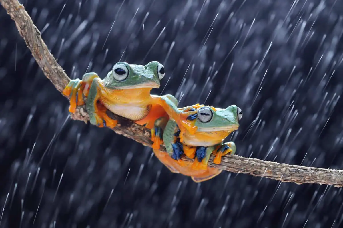 How Did Amphibians Adapt To Their Changing Environment?