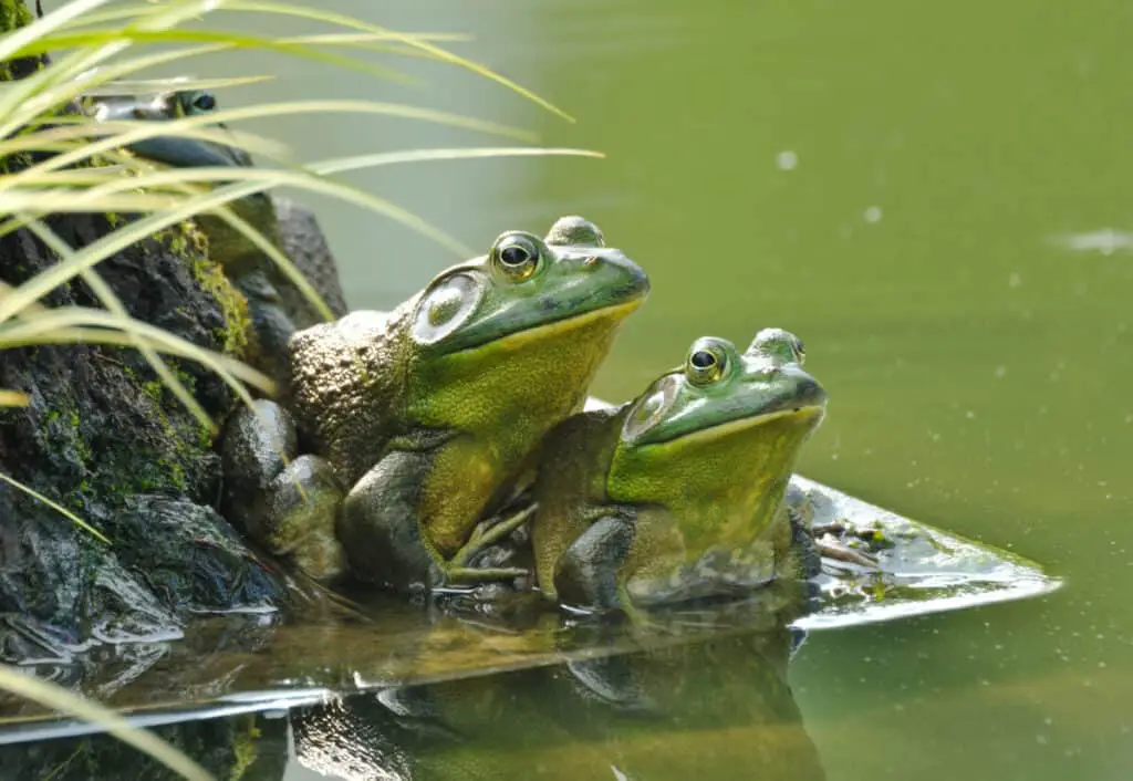Pair of frogs