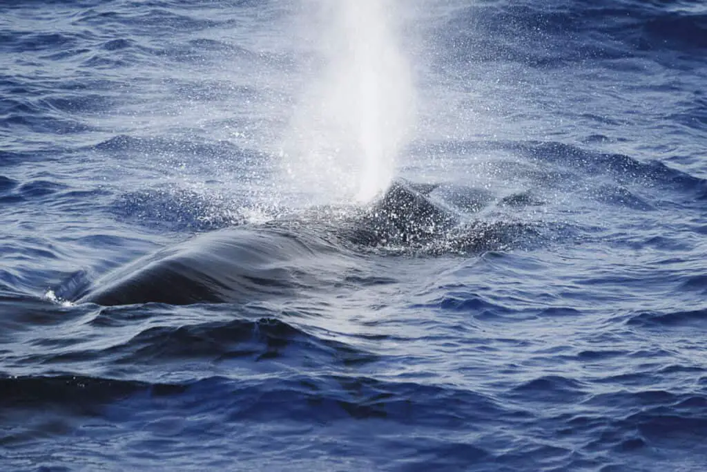 Side view of a Sei Whale (Balaenoptera borealis) and its dorsal