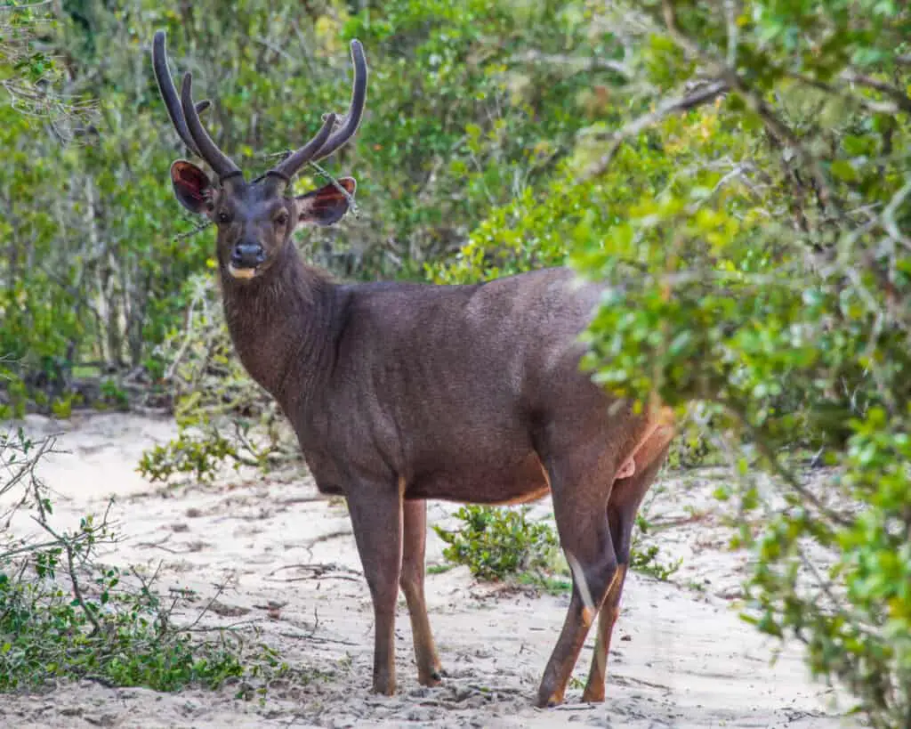 Sambar Deer in Wilpattu National Park Sri Lanka