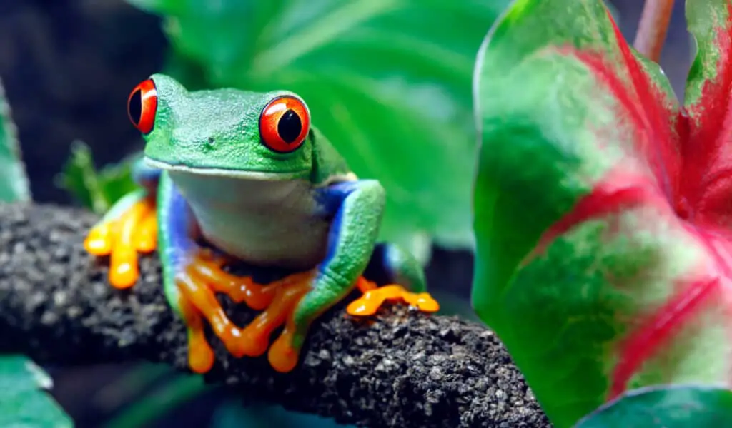 A colorful Red-Eyed Tree Frog (Agalychnis callidryas) sitting along a vine in its tropical setting.
