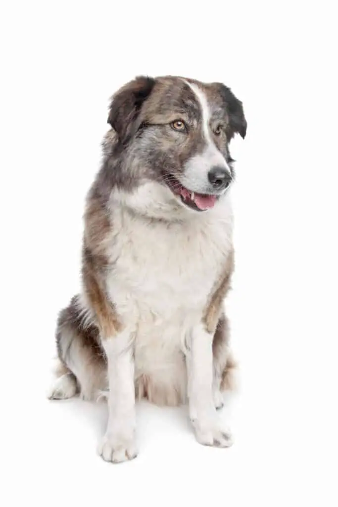 Aidi or atlas mountain dog in front of a white background
