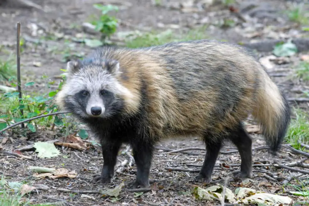 Raccoon dog (Nyctereutes procyonoides). Primorsky Krai (Primorye), Far East, Russia.
