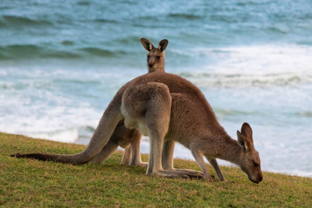 Family of two kangaroos, mother and son, eating grass on a hill,