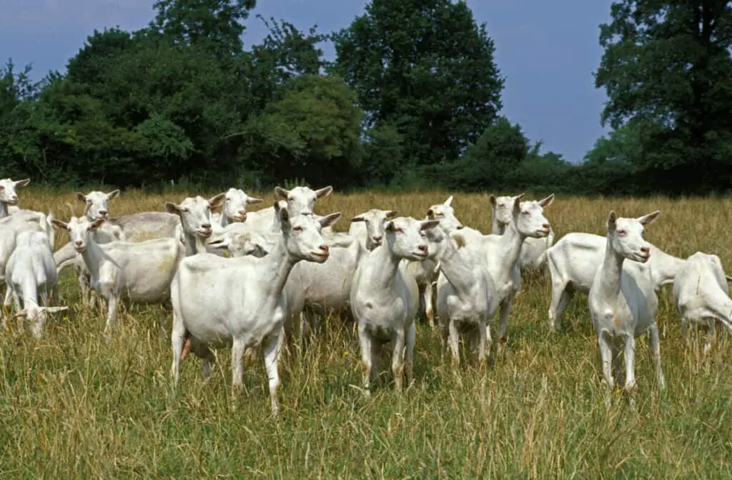 Saanen Goat, Herd standing in Long Grass