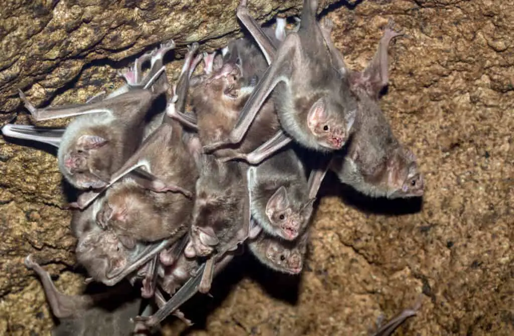 The colony of Common vampire bats, Desmodus rotundus in the cav