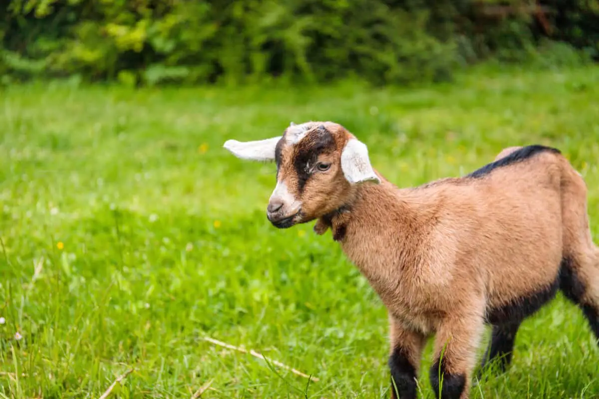 Nubian Goat - Worldwide Nature