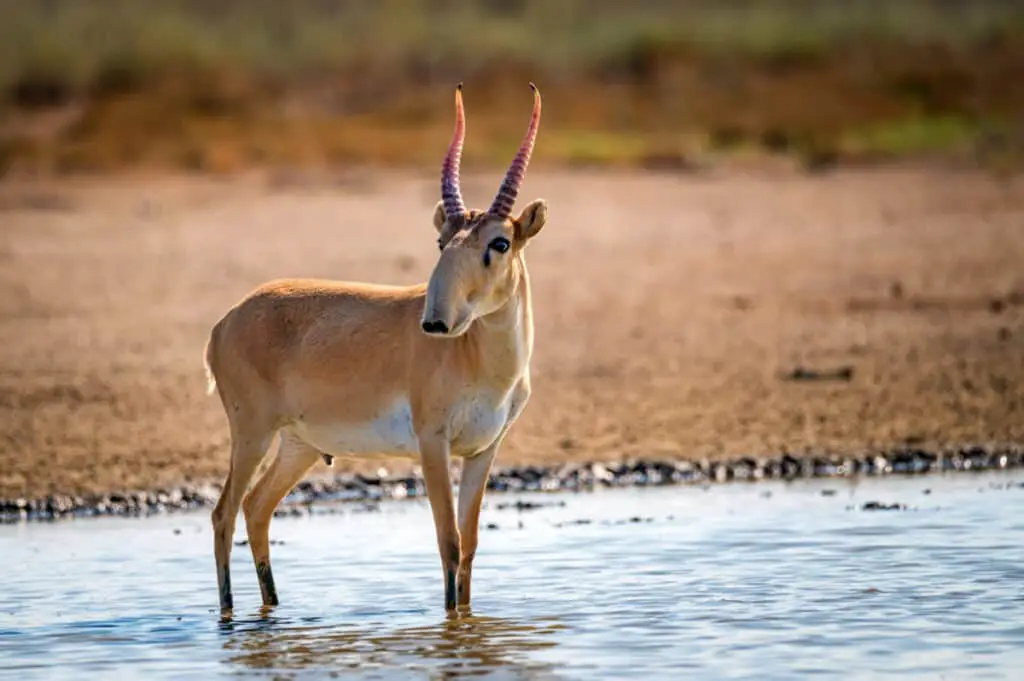 Male saiga antelope or Saiga tatarica in a wild