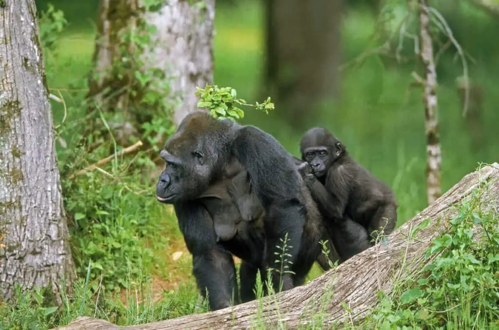 EASTERN LOWLAND GORILLA gorilla gorilla graueri, MOTHER CARRYING YOUNG ON ITS BACK