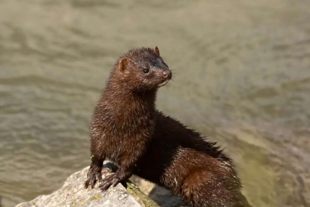 The American mink in the rocks on the shores of Lake Michigan