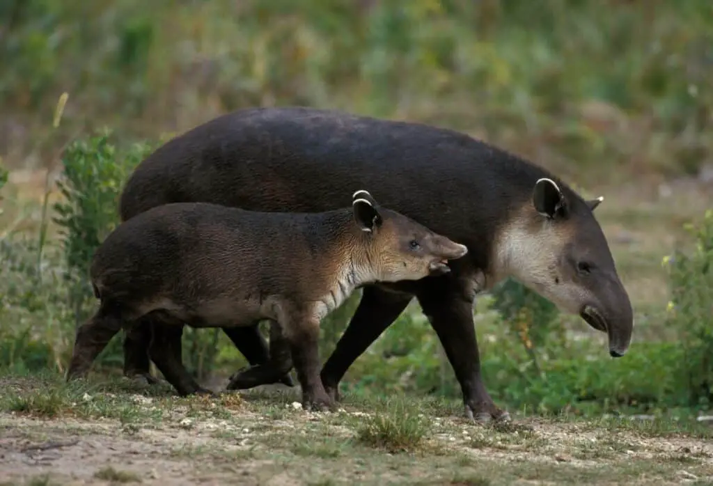 BAIRD'S TAPIR tapirus bairdii, FEMALE WITH YOUNG