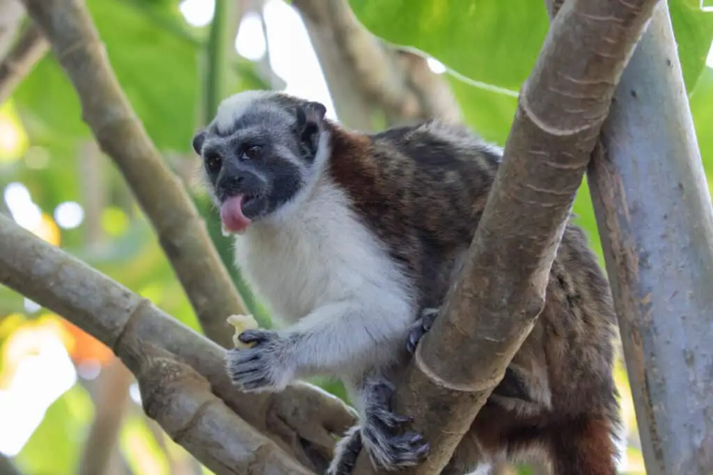 Views of Geoffroy’s tamarin monkey (scientific name Saguinus g