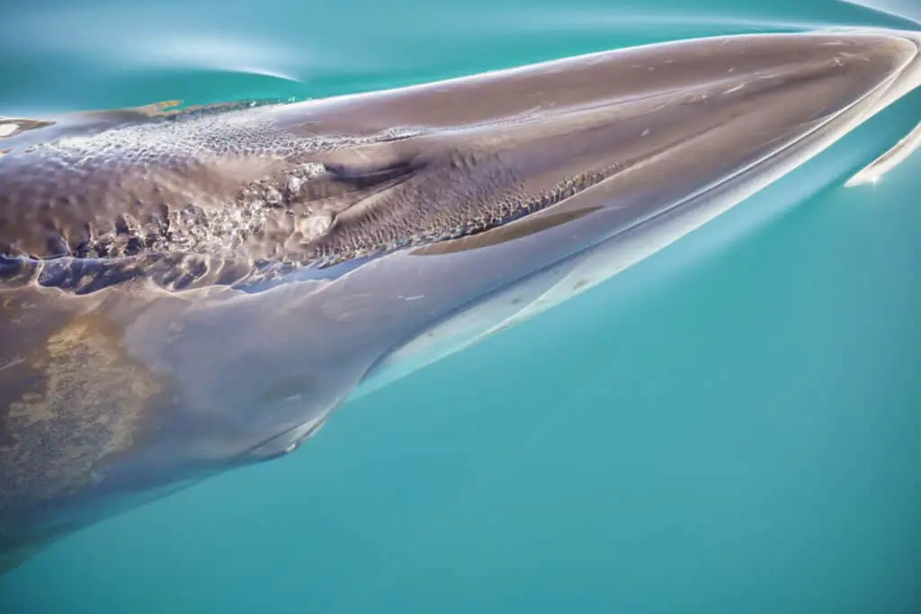 fin whale under the water surface in antarctica
