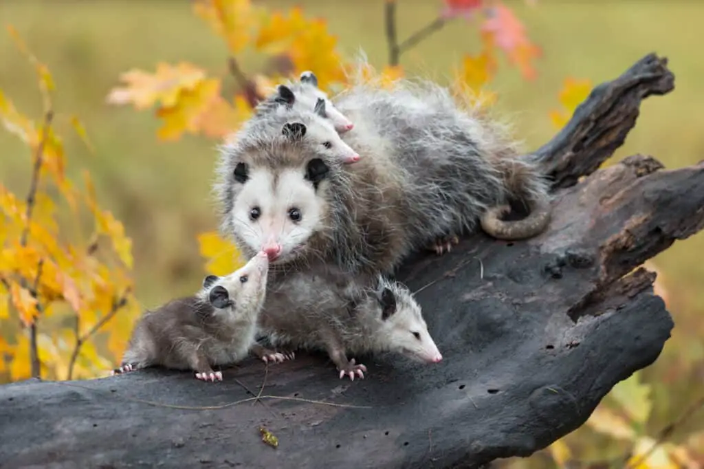 Virginia Opossum (Didelphis virginiana) Joey Touches Mother on Nose Autumn - captive animals