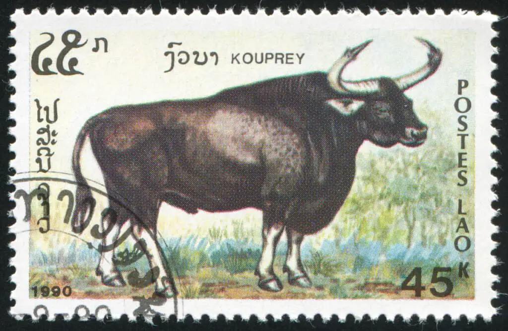 LAOS CIRCA 1990: stamp printed by Laos, shows Kouprey, circa 1990