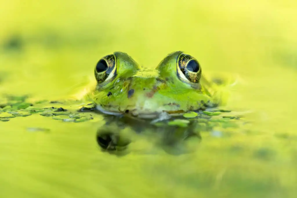 Edible frog (Pelophylax esculentus) in a beautiful lake. Cute sm