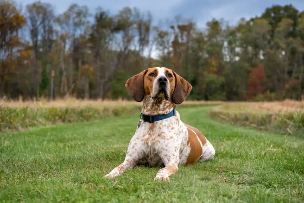American coonhound