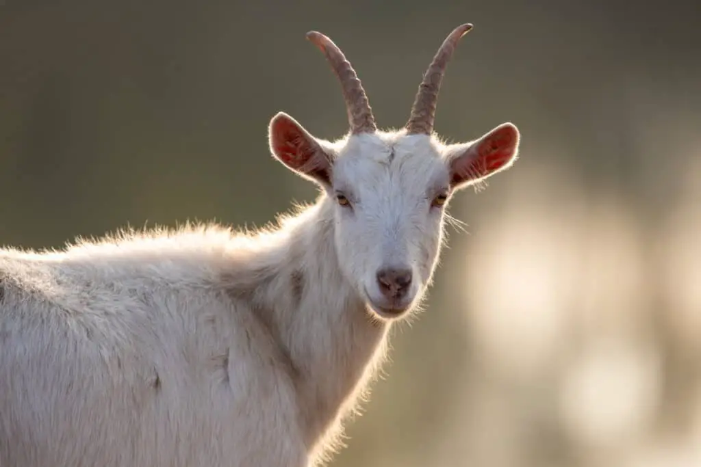 Portrait of white saanen goat outdoor Organic traditional breeding